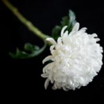 Turning Grief into Growth: The Impact of PPC on Sarasota’s Funeral Home Industry