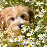 Unleash Growth: How PPC Advertising Can Help Your Bradenton Pet Grooming Business Thrive