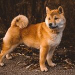 Unleash Growth: How PPC Advertising Can Transform Your Bradenton Pet Training Business!