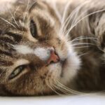 Unleash Your Business Potential: The SEO Strategies Every Sarasota Pet Trainer Needs to Know
