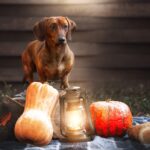 Unleash Your Pet Training Business: How Local SEO Can Fetch You More Clients in Sarasota!
