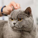 Unleash the Power of SEO: How Sarasota Pet Groomers Can Attract More Paws Through Local Searches!