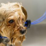 Unleashing Growth: How PPC Advertising Can Transform Your Sarasota Pet Grooming Business