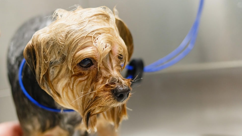 Unleashing Growth: How PPC Advertising Can Transform Your Sarasota Pet Grooming Business