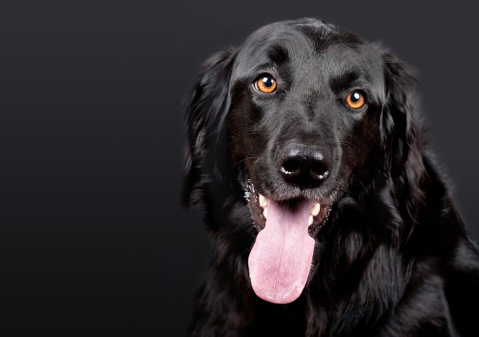 Unleashing Potential: How SEO Can Lead Your Dog Walking Business to New Heights in Sarasota