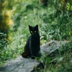 Unleashing Success: How SEO Can Transform Your Sarasota Pet Boarding Business