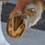 Unlock Hidden Potential: The Connection Between Dryer Vent Maintenance and Enhanced SEO for Sarasota Small Businesses