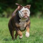 Unlocking Growth: How PPC Can Transform Your Pet Training Business in Bradenton