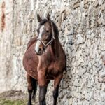 Unlocking Local Pet Care: The PPC Advantage for Veterinary Clinics in Bradenton
