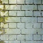 Unlocking Potential: The Power of SEO for Small Mold Remediation Businesses in Sarasota