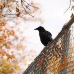 Unlocking Your Fence Business Potential: How PPC Advertising Can Boost Your Sarasota Sales