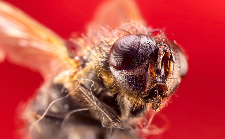 Unmasking the Benefits: Why Sarasota Pest Control Businesses Should Invest in PPC Today