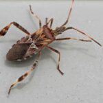 Unseen Allies: How PPC Can Elevate Your Sarasota Pest Inspection Business