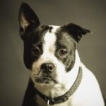 Wagging Tails and Higher Ranks: Boost Your Bradenton Dog Walking Business with Effective SEO