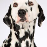 Wagging Tails and Higher Sales: The Essential Role of SEO for Sarasota Dog Walkers