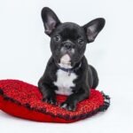 Walk the Talk: Why Sarasota Dog Walkers Can’t Afford to Ignore PPC Advertising