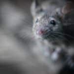 Web Crawlers vs. Real Pests: Why Sarasota Pest Inspectors Need SEO to Thrive