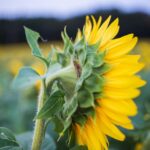 Web Visibility for Pest Inspectors: Unlocking Local SEO Strategies for Bradenton Success