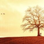 “Barking Up the Right Tree: 5 SEO Strategies Every Dog Walker in Bradenton Should Know”