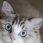 Barking Up the Right Tree: The Benefits of SEO for Bradenton Pet Groomers Looking to Stand Out