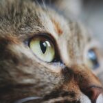 Barking Up the Right Tree: The Power of PPC Ads for Bradenton's Pet Groomers