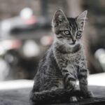 Barking Up the Right Tree: Why Local Pet Groomers in Bradenton Should Invest in PPC Now!