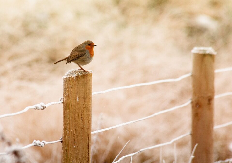 Beyond the Fence: Boost Your Sarasota Business with Effective SEO Tactics