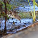 Boost Your Bottom Line: How SEO Can Transform Your Sarasota Accounting Firm