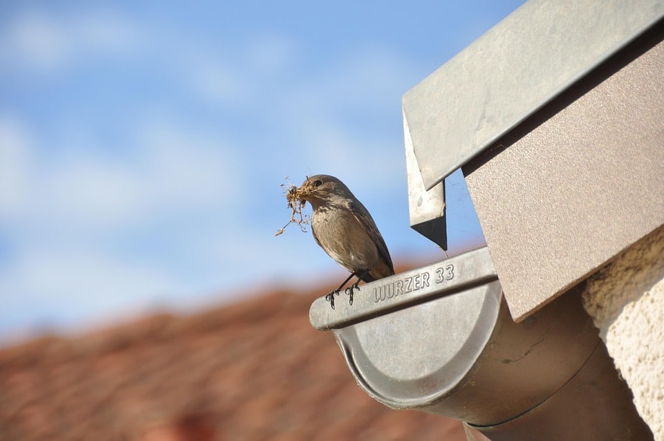 Boost Your Bradenton Gutter Cleaning Business: How PPC Can Transform Local Visibility!