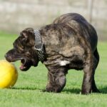 Boost Your Bradenton Pet Boarding Business: Unleashing the Power of Local SEO!