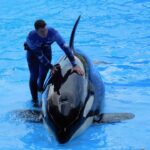 Boost Your Personal Training Business in Sarasota: The Unmatched Power of SEO for Local Search Success