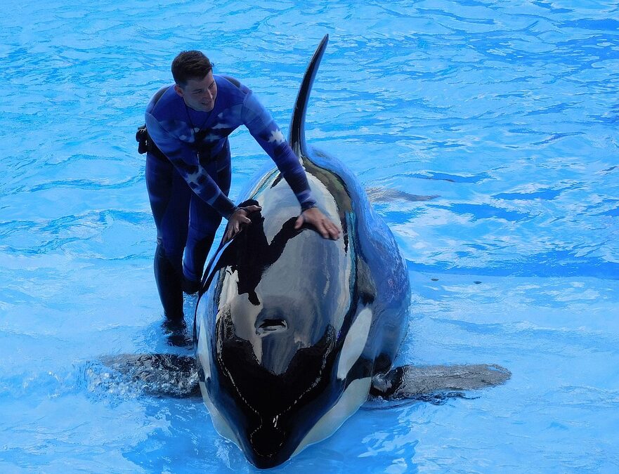 Boost Your Personal Training Business in Sarasota: The Unmatched Power of SEO for Local Search Success