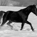 Boost Your Sarasota Mold Remediation Business: 5 SEO Strategies That Drive Local Customers to Your Door