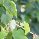 Bradenton Small Businesses: Why SEO is Your Secret Weapon for IT Service Success