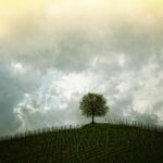 Branching Out: How PPC Advertising Can Elevate Your Bradenton Tree Service Business