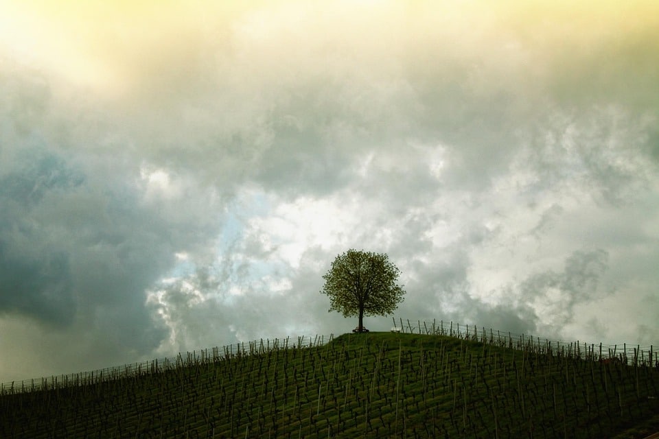 Branching Out: How PPC Advertising Can Elevate Your Bradenton Tree Service Business