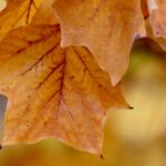 Branching Out: How PPC Can Help Sarasota Tree Services Reach New Heights