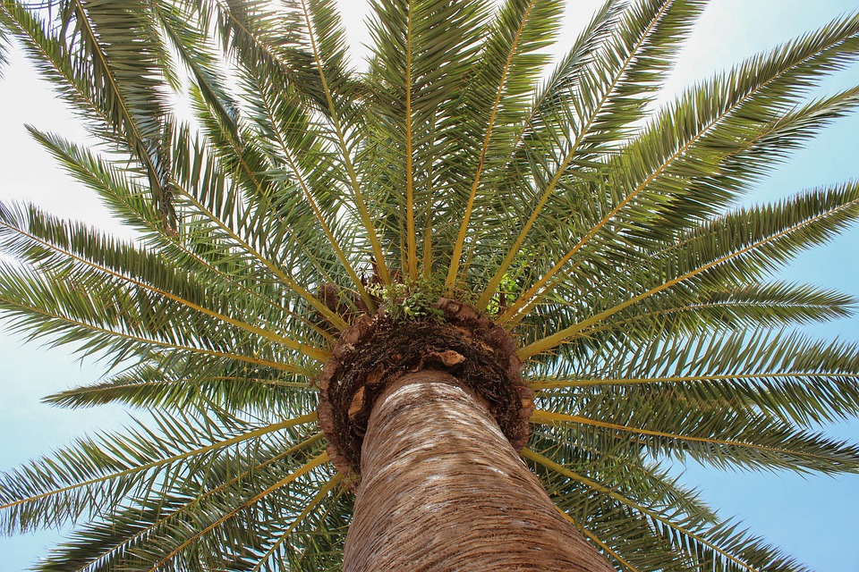 Branching Out: How PPC Can Help Your Sarasota Tree Service Stand Tall in a Competitive Market