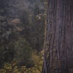 Branching Out: How SEO Can Elevate Your Sarasota Tree Service Business Above the Canopy