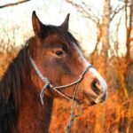 Breathe Easier: How SEO Can Help Your Bradenton Mold Remediation Business Stand Out