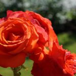 Breathe New Life into Your Spa Business: Harnessing the Power of Local SEO in Sarasota