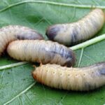 Buggin' Out: How PPC Advertising Can Elevate Your Sarasota Pest Inspection Business!