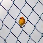 Build Your Fence Business in Sarasota: The Untapped Potential of SEO for Local Visibility
