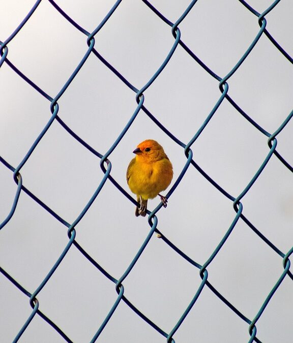 Build Your Fence Business in Sarasota: The Untapped Potential of SEO for Local Visibility