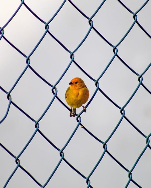 Build Your Fence Business in Sarasota: The Untapped Potential of SEO for Local Visibility
