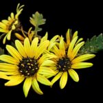 Buzzing About Success: How PPC Can Transform Your Sarasota Pest Control Business!