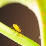 Buzzing Ahead: How SEO Transforms Pest Inspection Businesses in Bradenton