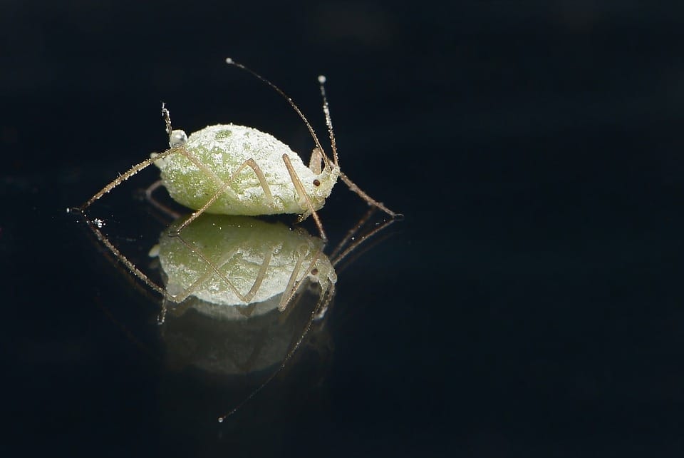 Buzzing Success: How PPC Advertising Can Elevate Your Sarasota Pest Inspection Business