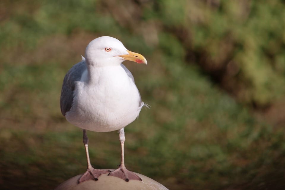 Buzzing Up Business: How SEO Can Send Your Sarasota Pest Control Service to New Heights