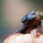 Buzzing into Success: How PPC Can Elevate Your Sarasota Pest Control Business